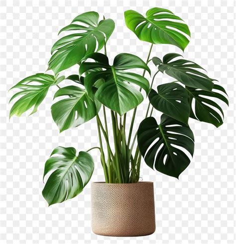 Amazon Beige Outfit Nude Look Monstera Deliciosa Plant Leaf Art My Xxx Hot Girl