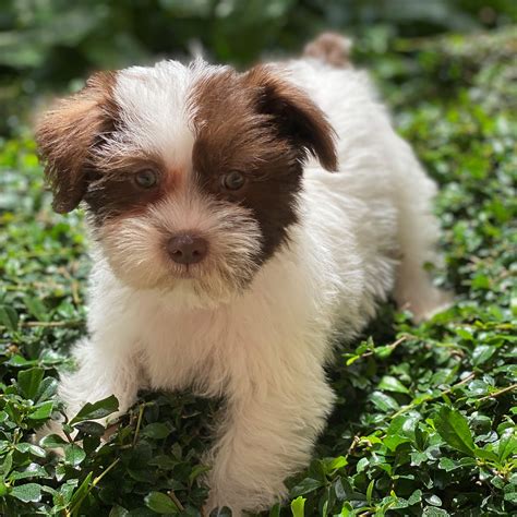 Schnauzer & Shih Tzu Mix-Sold Puppies For Sale – Waggs To Riches Pet