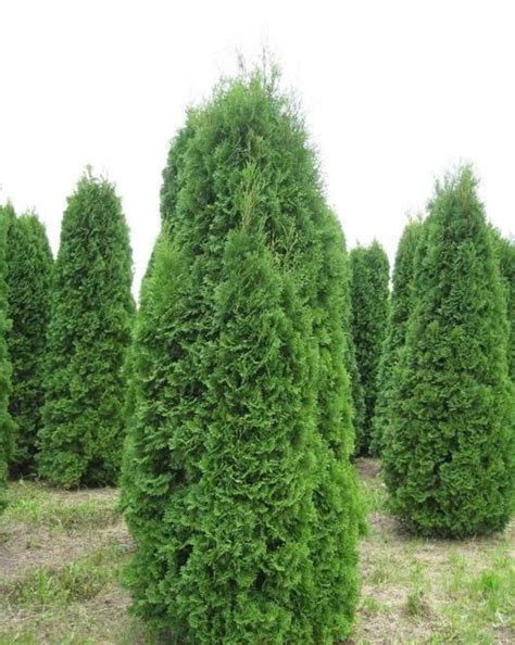 Туя западная Колумна "Columna"