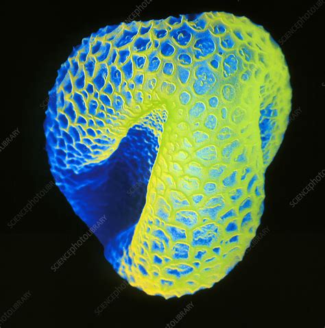 Pussy Willow Pollen Stock Image B Science Photo Library