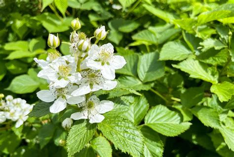Rubus Blackberry Green Thumb Gardens Kc Native Plant Nursery