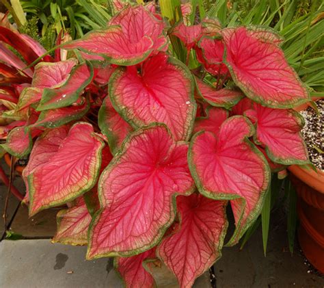 Caladium - Flowers