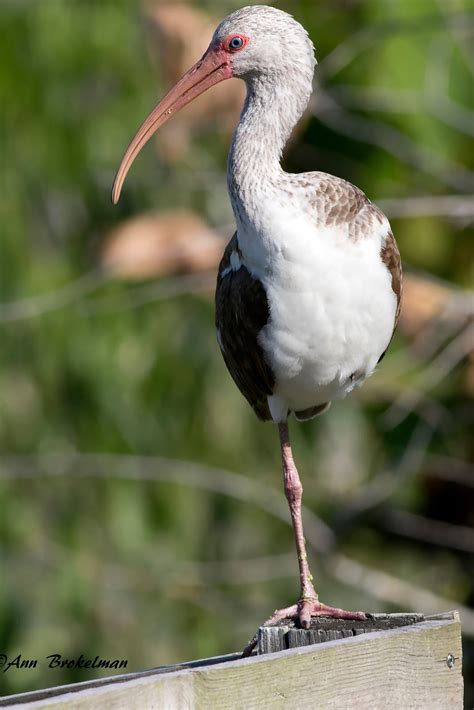 Ann Brokelman Photography White Ibis Juvenile At Florida