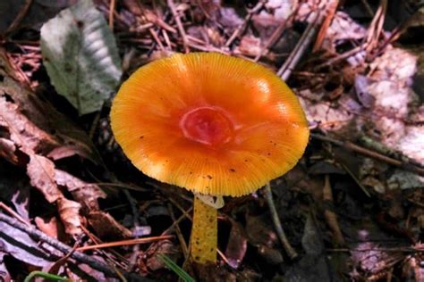 Orange Mushroom Identification Common Varieties