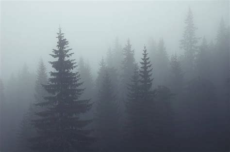 Ominous Forest Stock Photos, Pictures & Royalty-Free Images - iStock