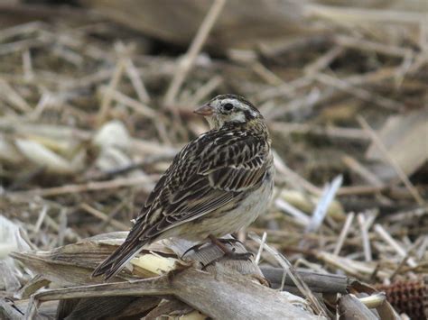 Smith's Longspur | Audubon Field Guide