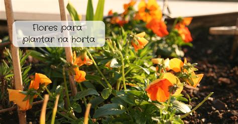 5 Flores Para Plantar Na Horta Artofit