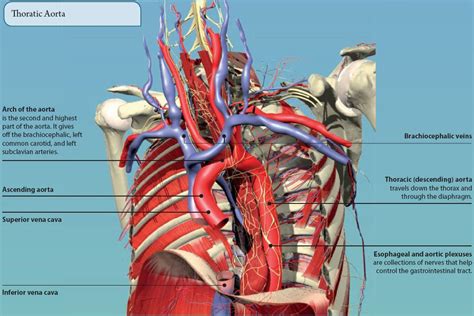 The Thorax Basicmedical Key