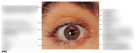 Ap Lab Special Senses Diagram Quizlet