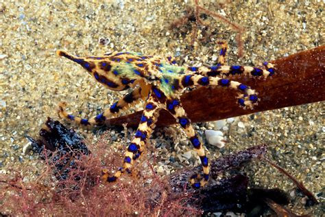 Southern Blue Ring Octopus Hapalochlaena Maculosa South Australia