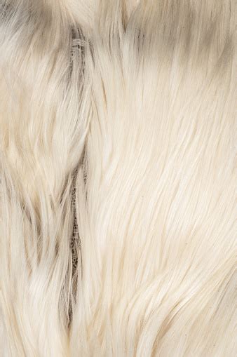 Yak Fur The Yak Stock Photo Download Image Now Agriculture Animal