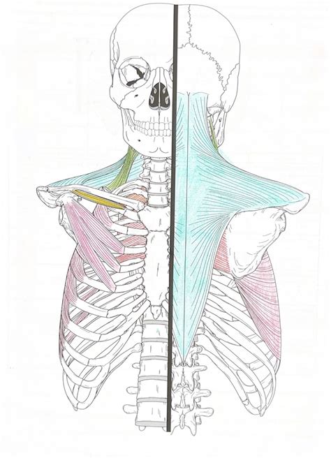 Scapular Muscles Diagram Quizlet