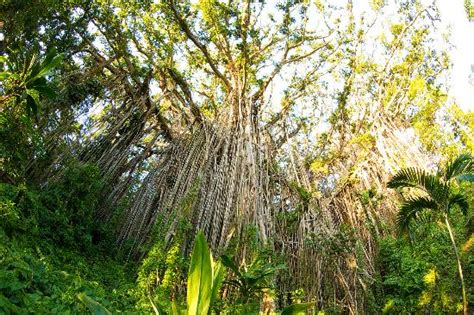 Giant Banyan Tree Tanna Island | Tickets & Tours - Tripadvisor