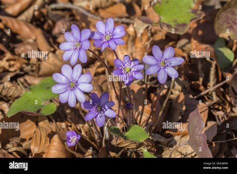 Hepatica Nobilis Known As Kidneywort Liverleaf Liverwort Pennywort