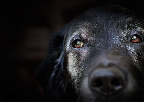 12 Best Senior Dog Food (2024): Top Choices for Aging Canines