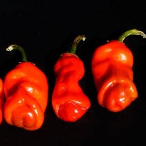 Pepper Hot Peter Red Etsy