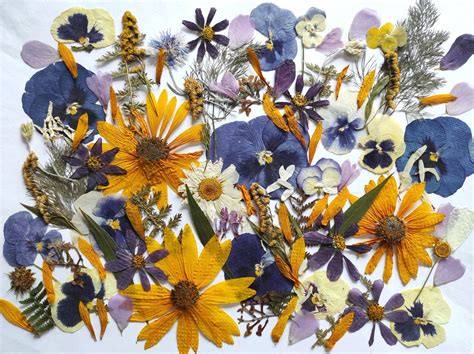 Edible Flowers For Cake Decoration Edible Pressed Flowers Etsy