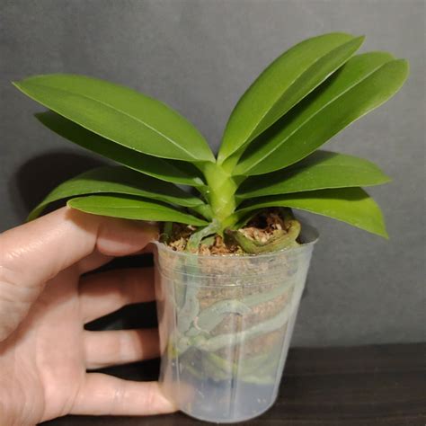 Yahoo!オークション - Phal. I-Hsin Venus (peloric - 2 eyes)ファレノ...