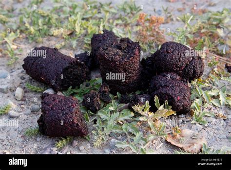 Black Bear Ursus Americanus Scat Canada Stock Photo Alamy