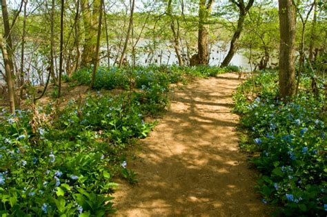 Riverbend Parks Bluebell Watch Has Begun Our Stories And Perspectives