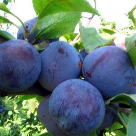 Ренклод советский — Evrosad7 Курск