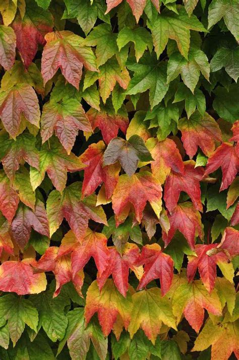 12 tolle Vorschläge für schnellwachsende Kletterpflanze im Garten