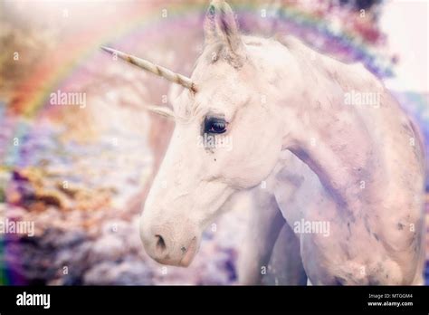 Real Unicorn High Resolution Stock Photography And Images Alamy