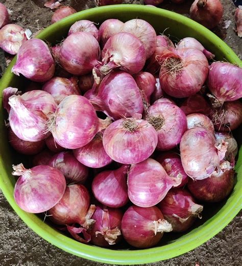 Garva A Grade Onion Onion Size Available Mm At Kg In Nashik