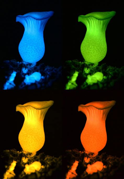 Illuminating The Secret Of Glow In The Dark Mushrooms 2 Of 13