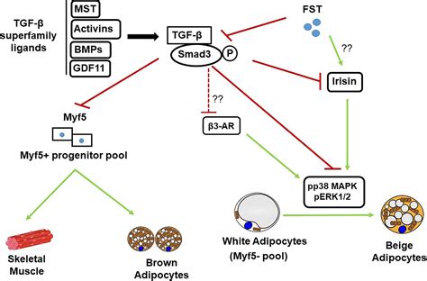 Frontiers Novel Roles Of Follistatinmyostatin In Transforming Growth