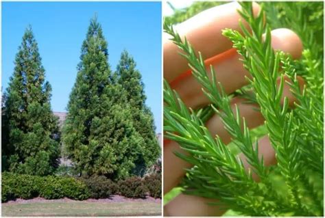 9 Evergreen Trees For Shade And Privacy In Virginia