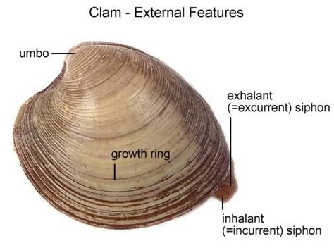 Iii Dissection Clams