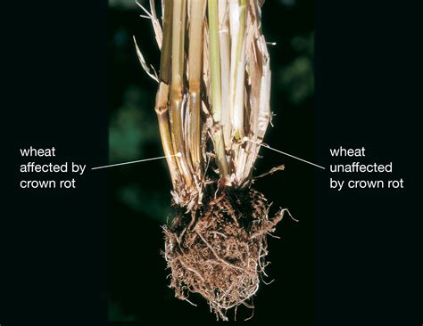 Fusarium Crown Rot WA Soil Knowledge Base