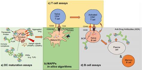 Assay Format Diversity In Pre Clinical Immunogenicity Risk Assessment Toward A Possible