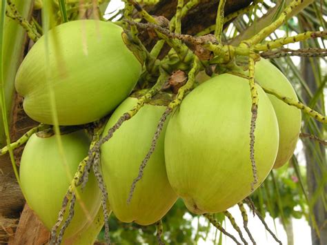 Coco - Fruta Tropical Free Photo Download | FreeImages