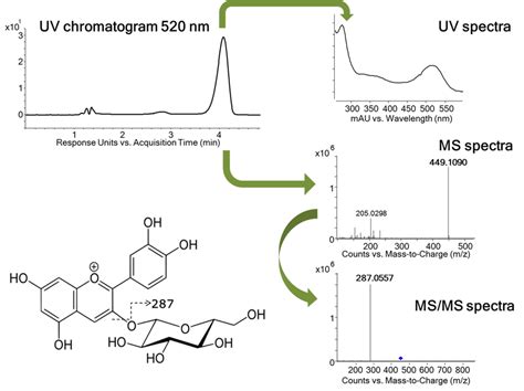 Fragmentation Pattern Of Cyanidin O Glucoside Ms Ms Spectra Has Been