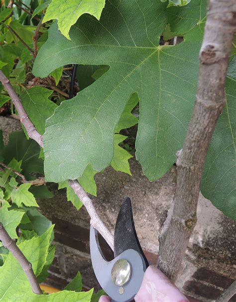 Pruning Fig Trees - When And How To Prune Fig Trees | Gardening Know How