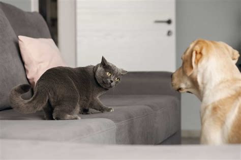 Why Dogs Are Afraid Of Cats