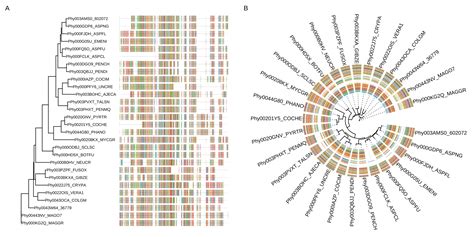 MSA Using Ggtree Msaplot