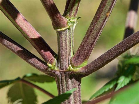 Flowers With Long Stems And No Leaves At Angela Bilbo Blog