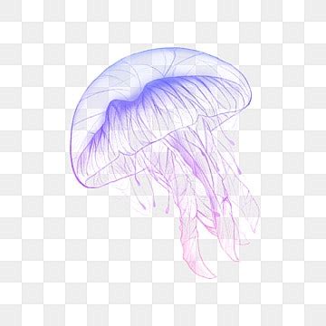 Jellyfish Transparent PNG Transparent Images Free Download | Vector ...