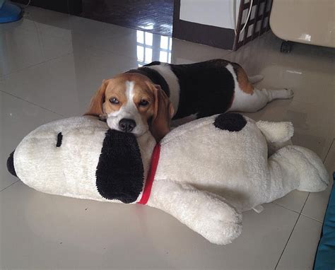 Es Snoopy Un Beagle