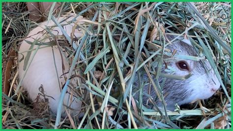 Guinea Pigs Love To Burrow Youtube