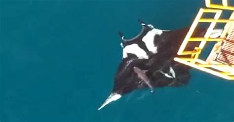 Drone Captures Massive Manta Ray Swimming Alongside Shark | GreaterGood