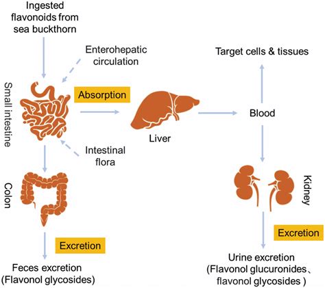 The Main Absorption And Excretion Processes Of Fsbt After