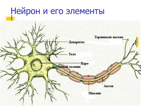 Введение в нейрофизиологию - презентация онлайн