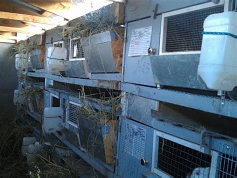 Особенности содержания кроликов в вольере своими руками