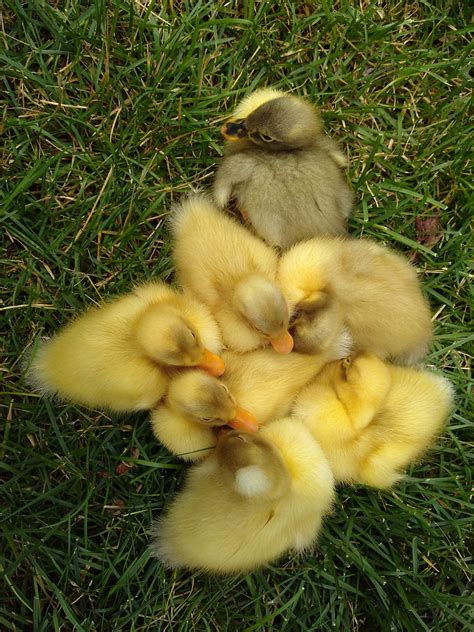 A Puddling of Ducklings : aww