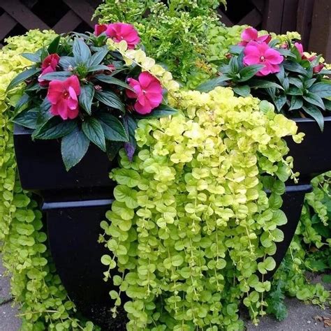 Ампельные многолетники для сада - 59 фото