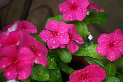 Vinca Flower Free Stock Photo Public Domain Pictures